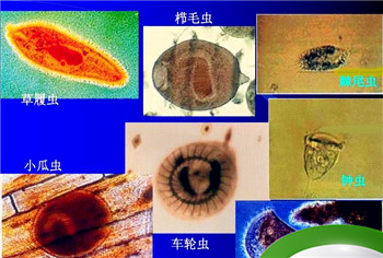 原生动物与原生生物有什么区别