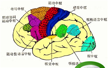 大脑各个区域的功能定位(大脑语言功能区域分布图)图6