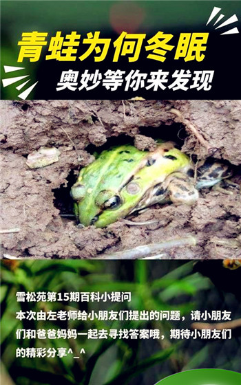 青蛙过冬呆着不动是什么动物