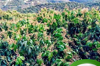 芒果树开花有花粉和蜜吗