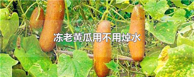 冻老黄瓜用不用焯水