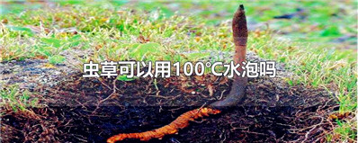 虫草可以用100℃水泡吗