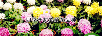 四季花开打一个地名两个字