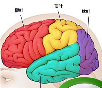 大脑各个区域的功能定位(大脑语言功能区域分布图)图5
