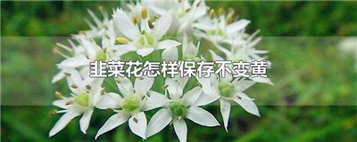 韭菜花怎样保存不变黄