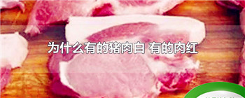 为什么有的猪肉白 有的肉红