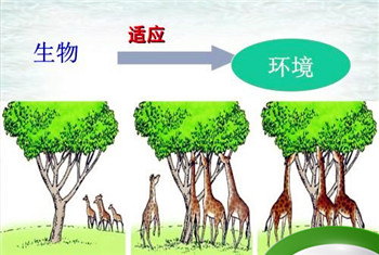 任何一种动物都有与其生活环境相适应的形态结构和什么