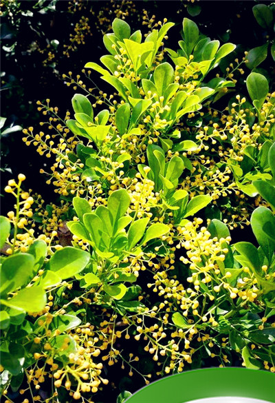 夏天适合种什么植物蔬菜图片欣赏