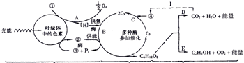 光合作用光反应和碳反应的区别